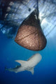 Whale Shark Feeding under Wall Decal Design 12