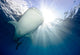 Whale Shark Feeding under Wall Decal Design 11