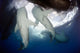 Whale Shark Feeding under Wall Decal Design 10