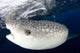 Whale Shark Feeding under Wall Decal Design 8