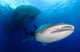 Whale Shark Feeding under Wall Decal Design 7