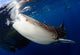 Whale Shark Feeding under Wall Decal Design 6