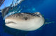 Whale Shark Feeding under Wall Decal Design 5