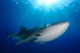 Whale Shark Feeding under Wall Decal Design 4