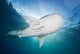 Whale Shark Feeding under Wall Decal Design 3