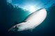 Whale Shark Feeding under Wall Decal Design 2