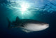 Whale Shark Feeding under Wall Decal Design 1