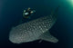 Scuba Diver and Whale Wall Decal