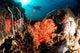 Diver Explores Coral Reef Wall Decal