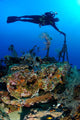 Diver Hangs to Piece Wall Decal
