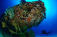 Diver under Coral Encrusted Wall Decal