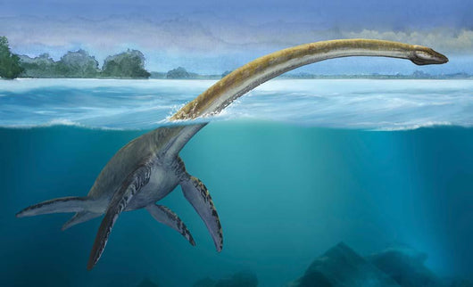 Elasmosaurus Platyurus Swims Freely Wall Decal
