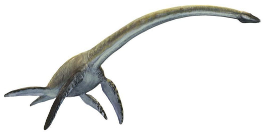 Elasmosaurus Platyurus Prehistoric Dinosaur Wall Decal