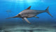 Eurhinosaurus Longirostris Swimming Prehistoric Wall Decal
