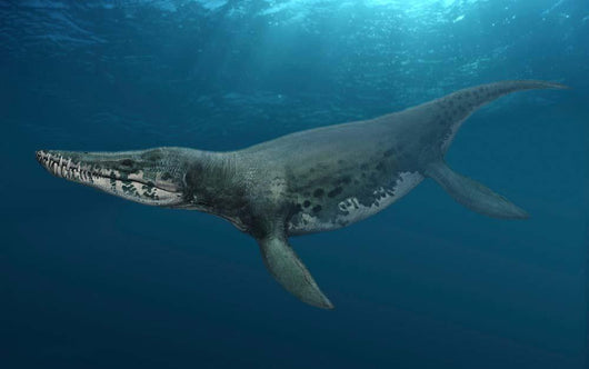 Kronosaurus Queenslandicus Swimming Prehistoric Wall Decal