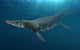 Kronosaurus Queenslandicus Swimming Prehistoric Wall Decal