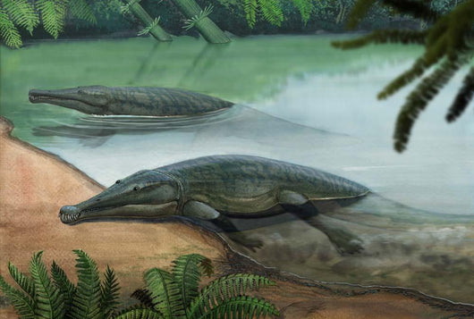 Two Prehistoric Platyoposaurus Stuckenbergi Wall Decal