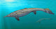 Plotosaurus Bennisoni Swimming Prehistoric Wall Decal