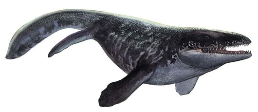 Illustration Prognathodon from Prehistoric Wall Decal