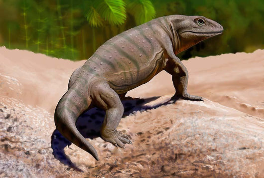 Seymouria Baylorensis from Paleozoic Wall Decal
