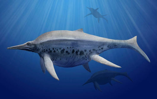 Shonisaurus Popularis Swimming Prehistoric Wall Decal