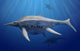 Shonisaurus Popularis Swimming Prehistoric Wall Decal