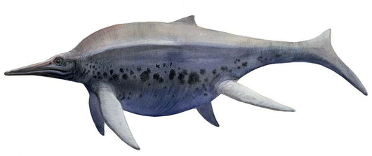 Shonisaurus Prehistoric Ichthyosaur from Wall Decal