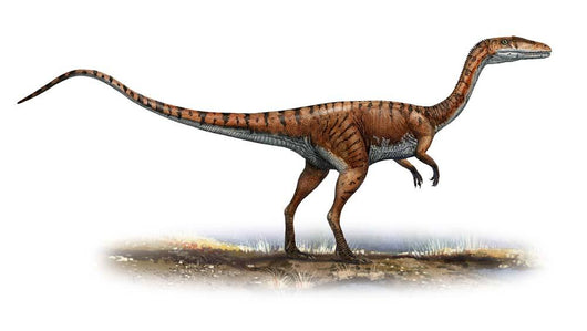 Coelophysis Bauri Prehistoric Era Wall Decal