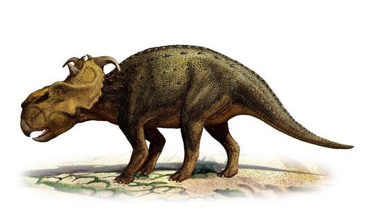 Pachyrhinosaurus Canadensis Prehistoric Era Wall Decal