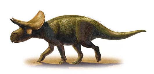 Turanoceratops Tardabilis Prehistoric Era Wall Decal
