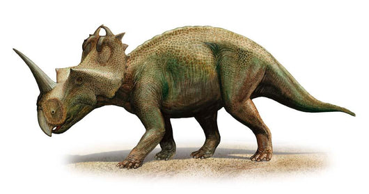 Centrosaurus Apertus Prehistoric Era Wall Decal