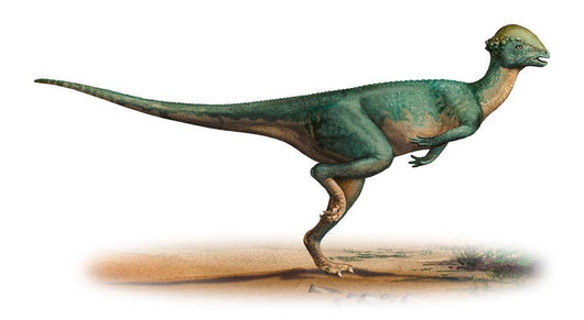 Stegoceras Validus Prehistoric Era Wall Decal