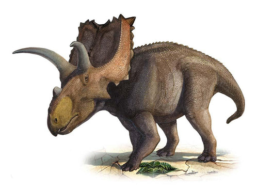Coahuilaceratops Magnacuerna Prehistoric Era Wall Decal