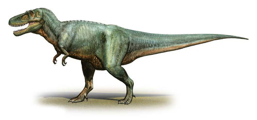 Daspletosaurus Torosus Prehistoric Era Wall Decal