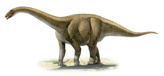 Rapetosaurus Krausei Prehistoric Era Wall Decal