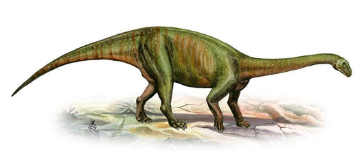 Massospondylus Carinatus Prehistoric Era Wall Decal