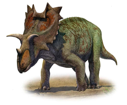 Ceratops Montanus Prehistoric Era Wall Decal