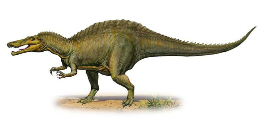 Suchomimus Tenerensis Prehistoric Era Wall Decal