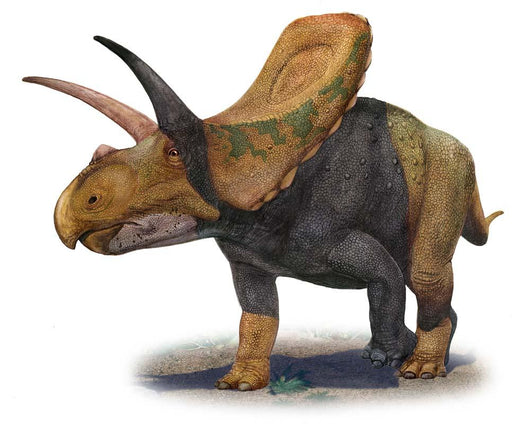 Torosaurus Latus Prehistoric Era Wall Decal