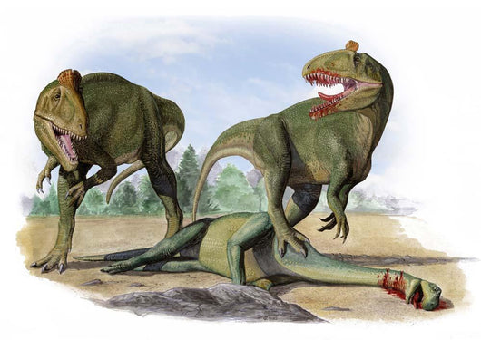 Two Cryolophosaurus Ellioti Dinosaurs Wall Decal