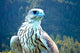Yeti Hybrid White Gyrfalcon Wall Decal