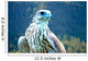 Yeti Hybrid White Gyrfalcon Wall Decal