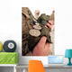 Marine Cradles Handfuls 40 Wall Decal
