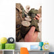 Marine Cradles Handfuls 40 Wall Decal