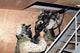 Infantry Scouts Go up Wall Decal