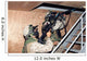 Infantry Scouts Go up Wall Decal