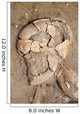 Skeletal Remains Discovered during Wall Decal