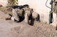 Combat Engineer Searches for Wall Decal