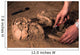 Human Remains Discovered during Wall Decal