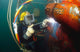 Us Navy Diver Welds Wall Decal Design 2